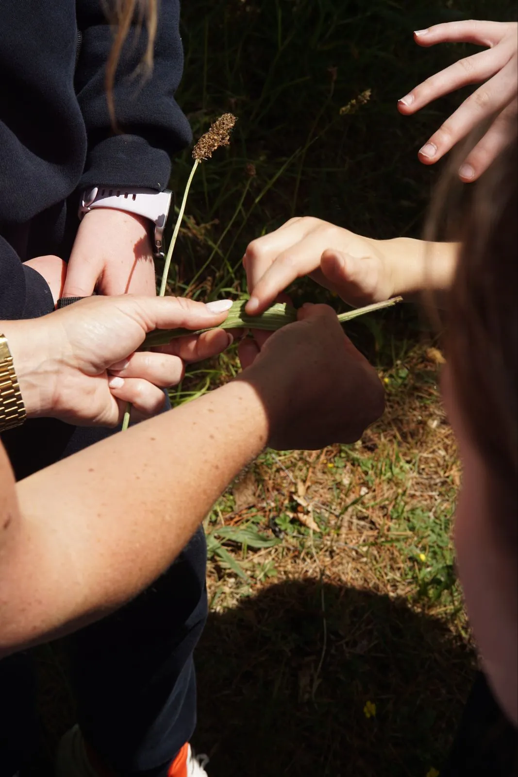 Local Plants, Local Stories: Foraging Walk